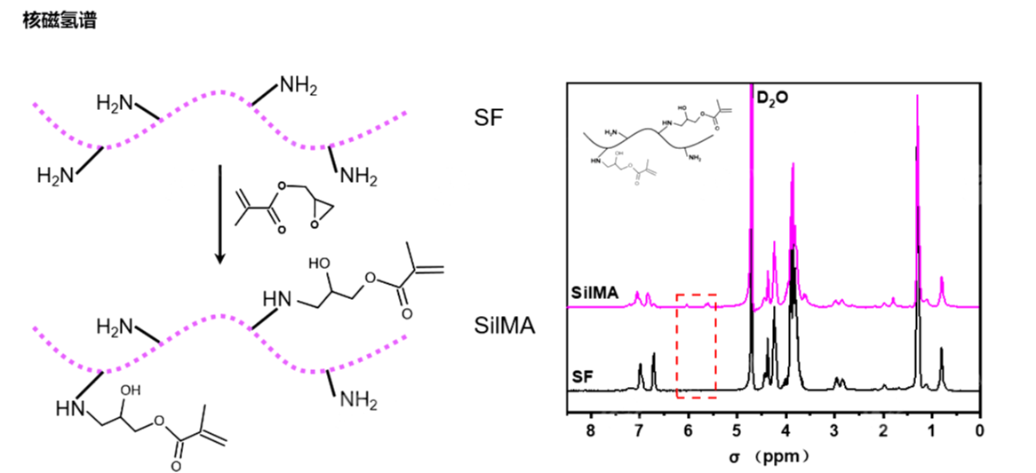 甲基丙烯?；z素蛋白（SilMA)